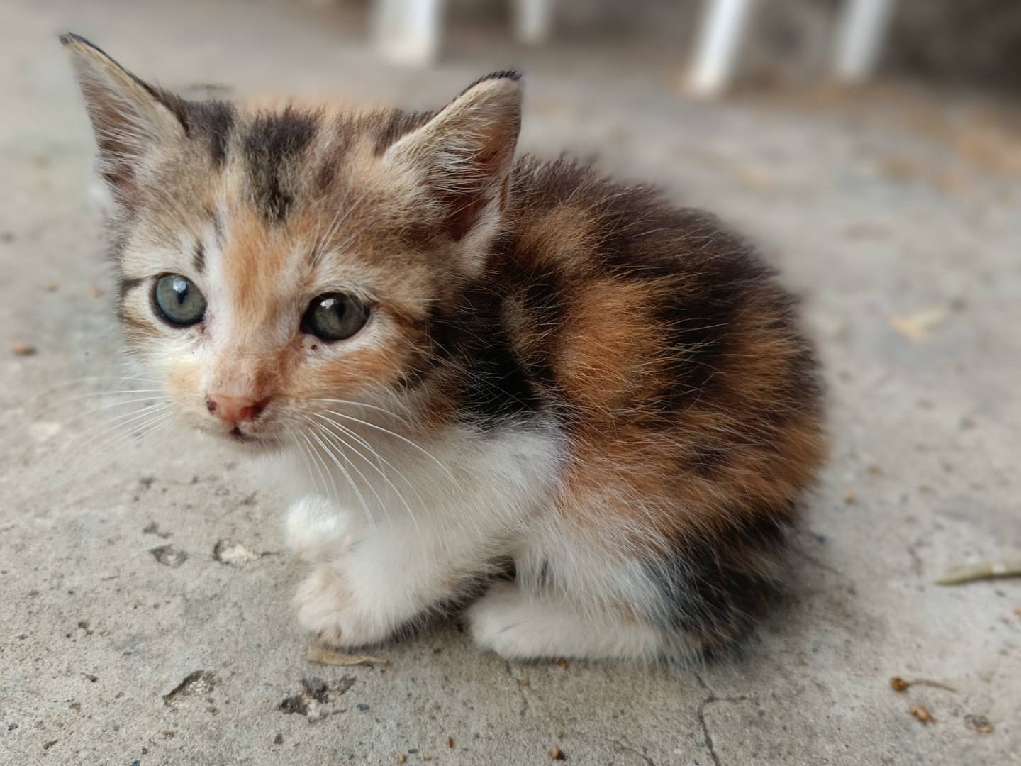 Adotta un gatto, femmina, 1 mesi, Siracusa