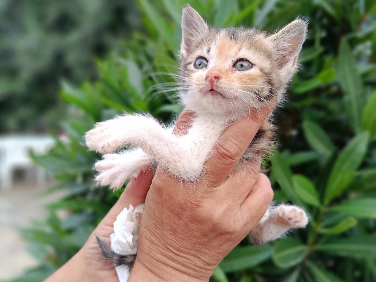 Vuoi adottare un gatto a Siracusa?