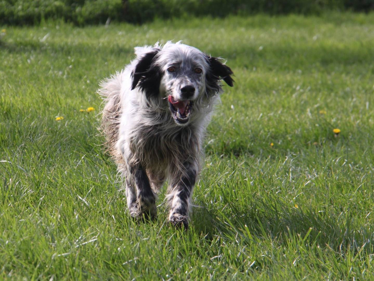 Adotta un cane, taglia media, maschio, Milano