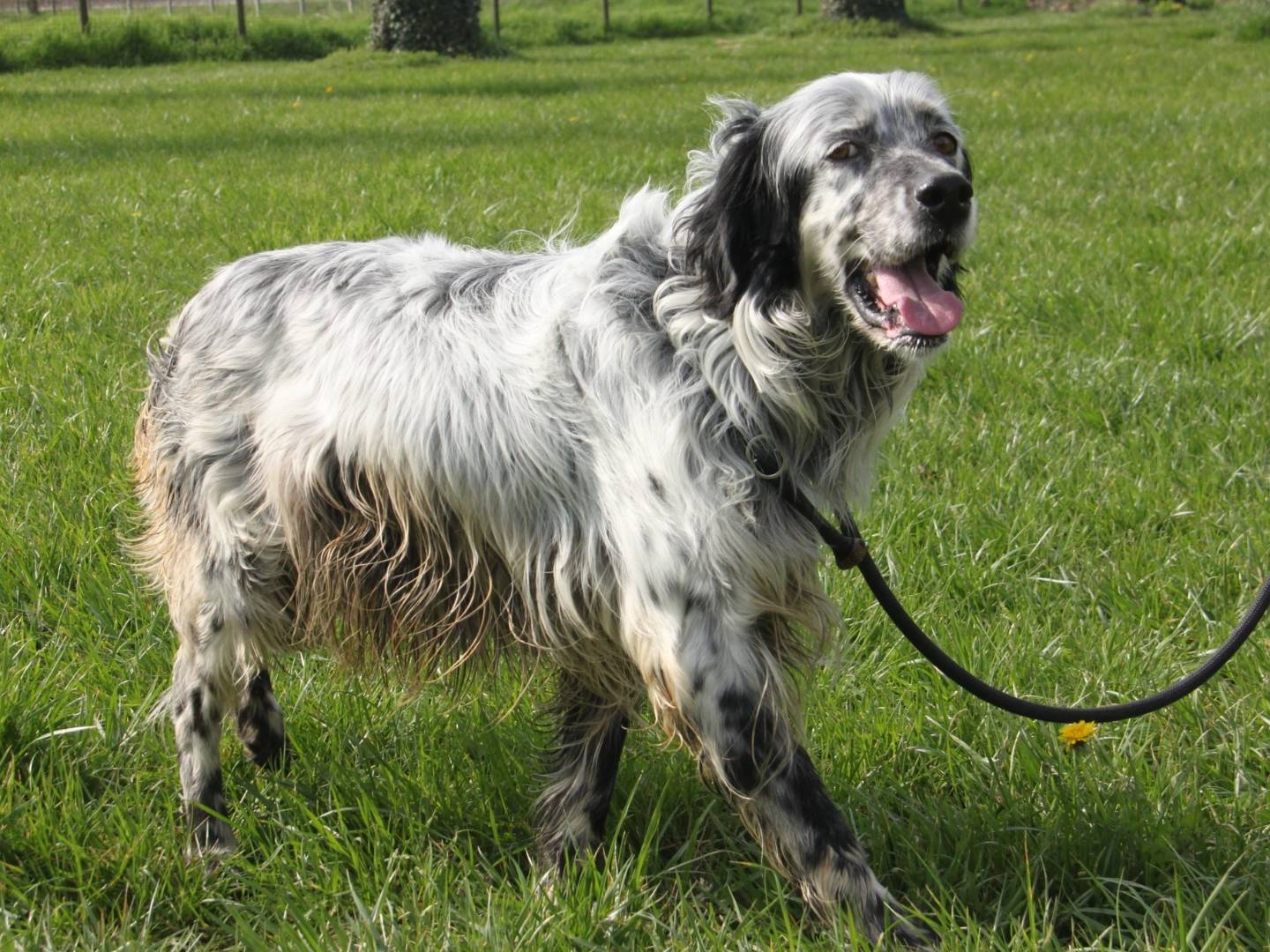 Vuoi adottare un cane a Milano?
