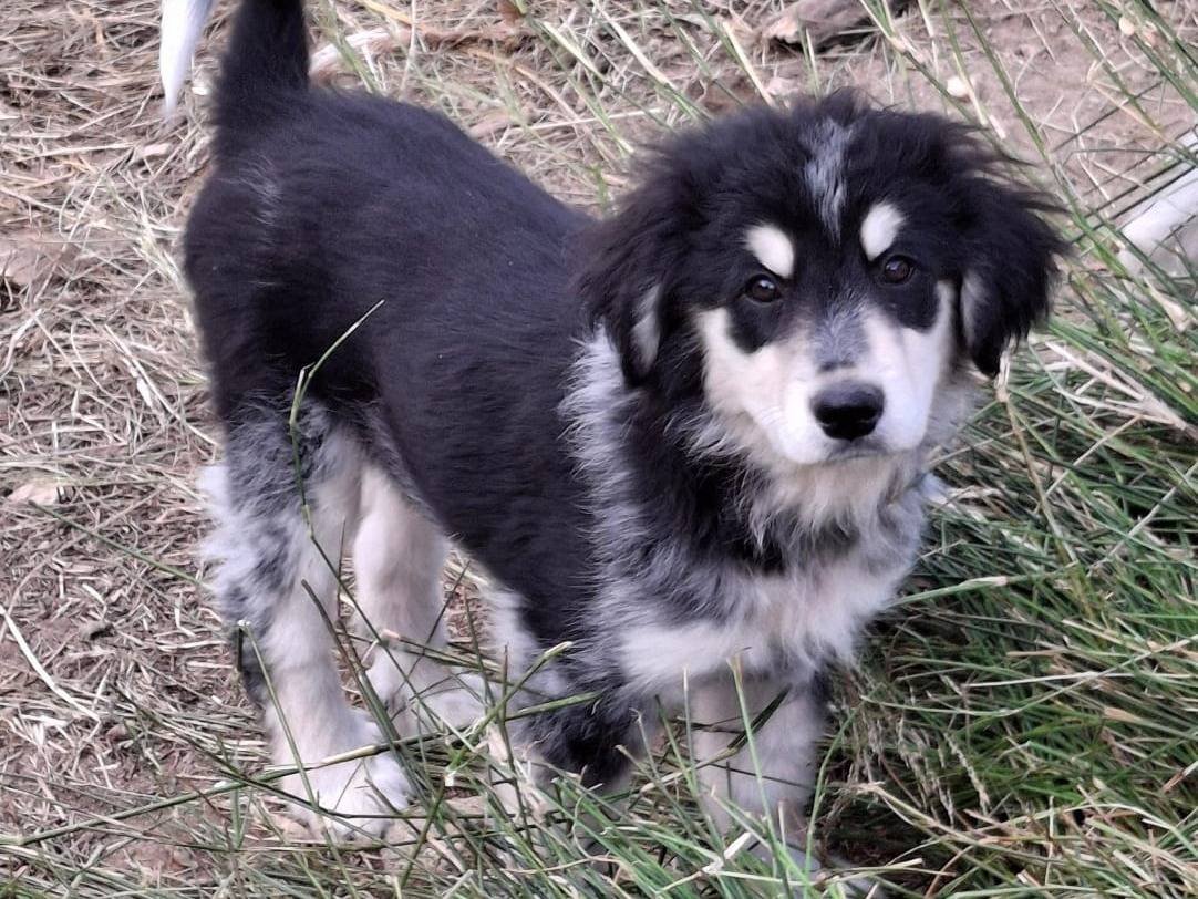 Foto 3 dell'animale