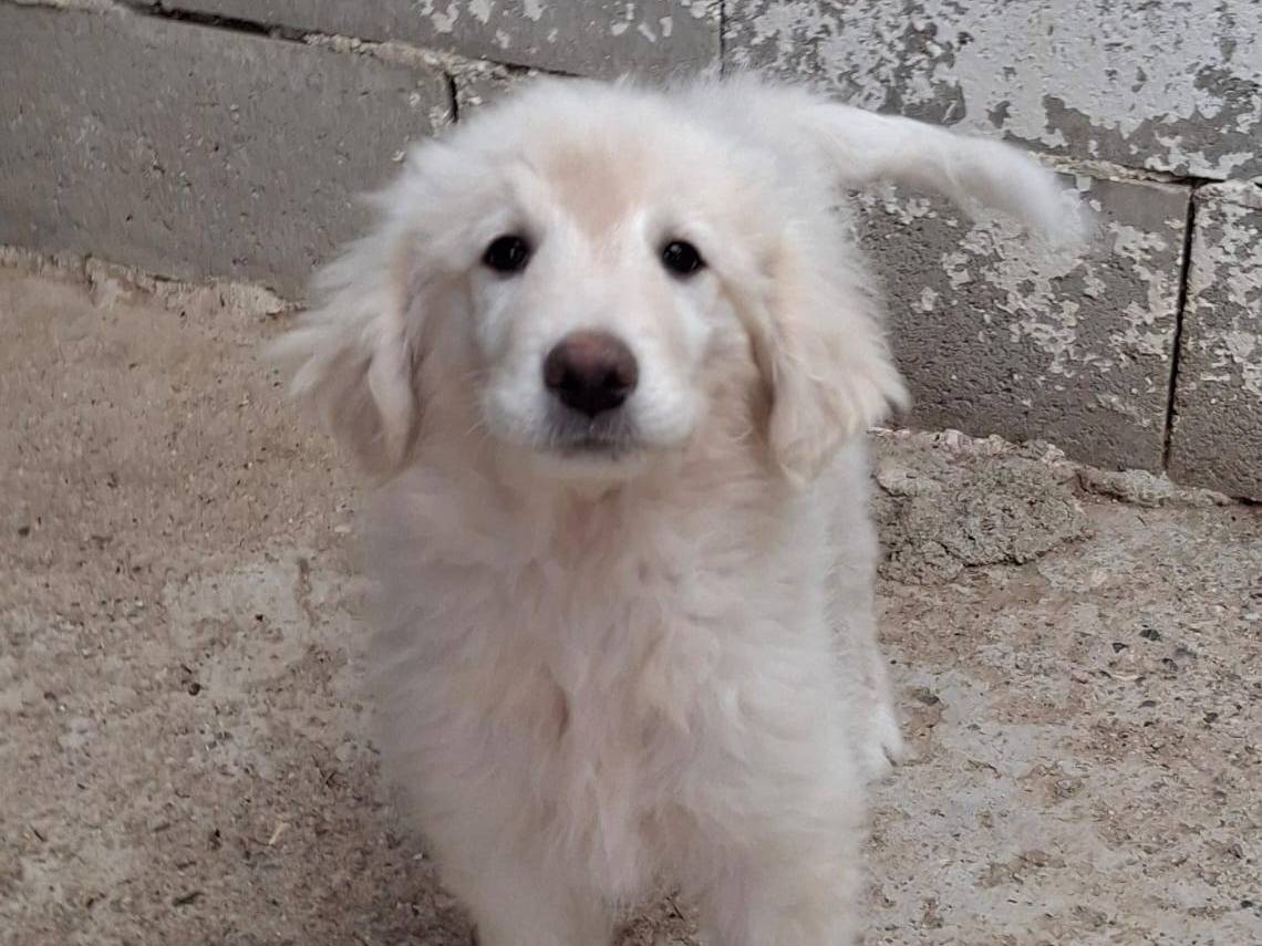 Adozione cane, maschio, Razza sconosciuta Razza sconosciuta, 2 mesi, taglia media, Crotone