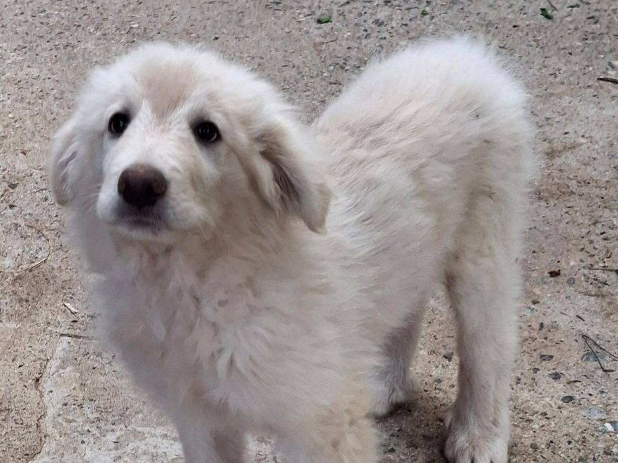 Adotta un cane, maschio, 2 mesi, Crotone