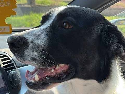 Adotta un cane, maschio, 2 anni , Padova