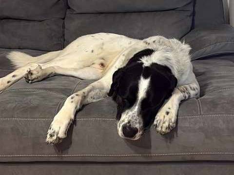 Adotta un cane, taglia gigante, maschio, Padova