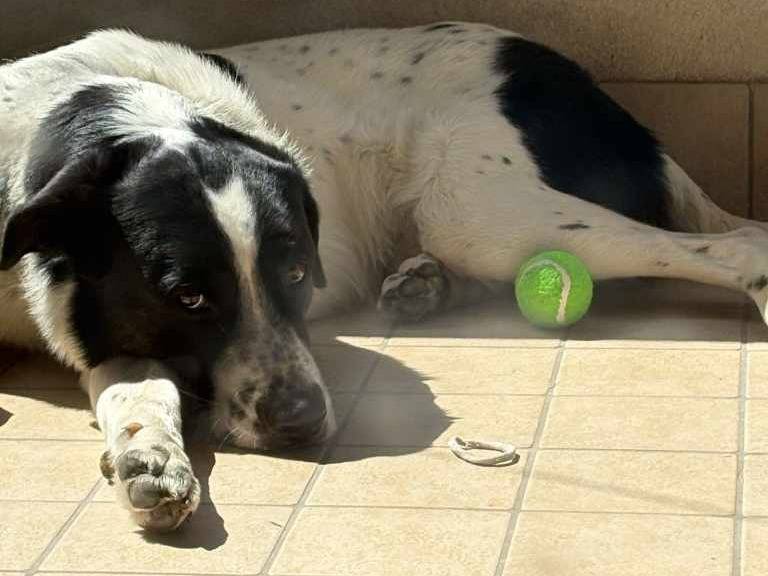 Vuoi adottare un cane a Padova?