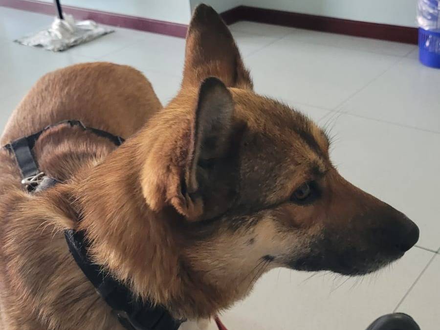 Vuoi adottare un cane a Milano?