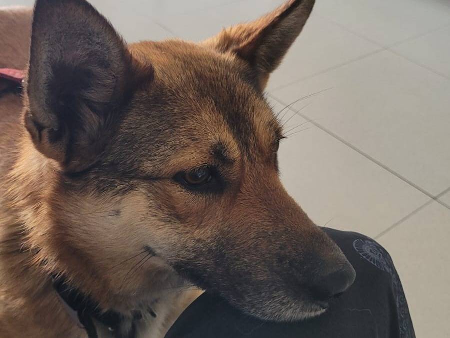 Adotta il cane Anais a Milano