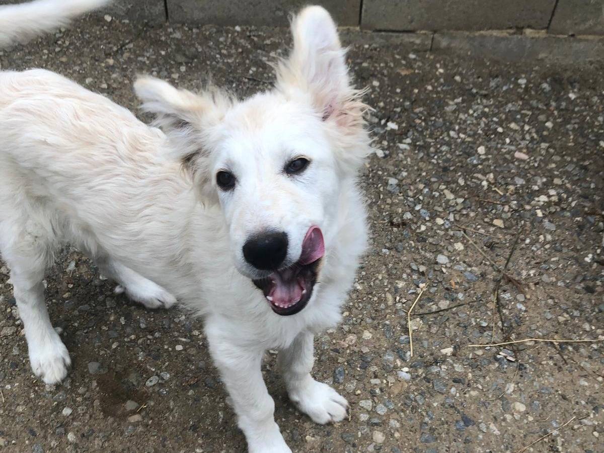 Adotta un cane, taglia media, maschio, Crotone