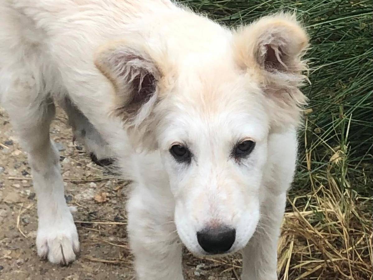 Vuoi adottare un cane a Crotone?