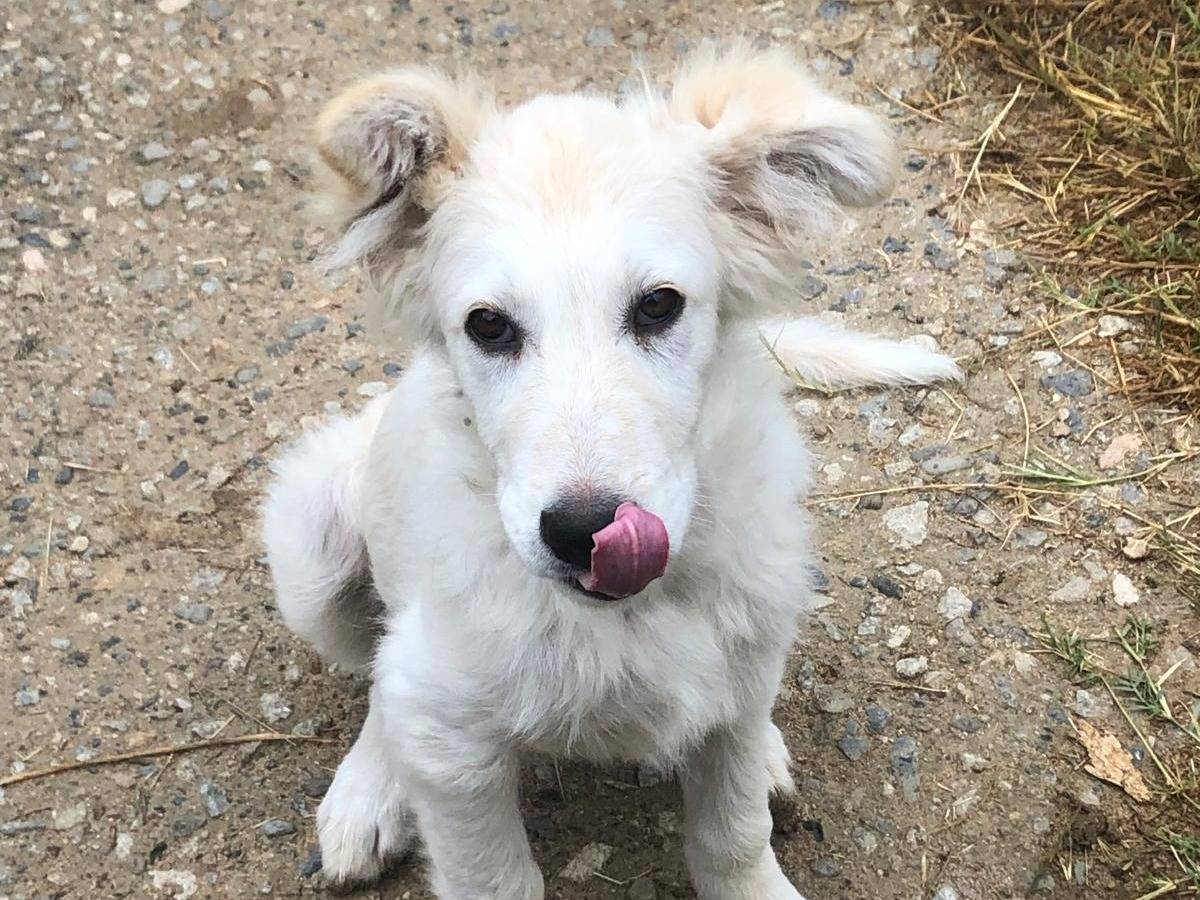 Adotta il cane SPIKE  a Crotone