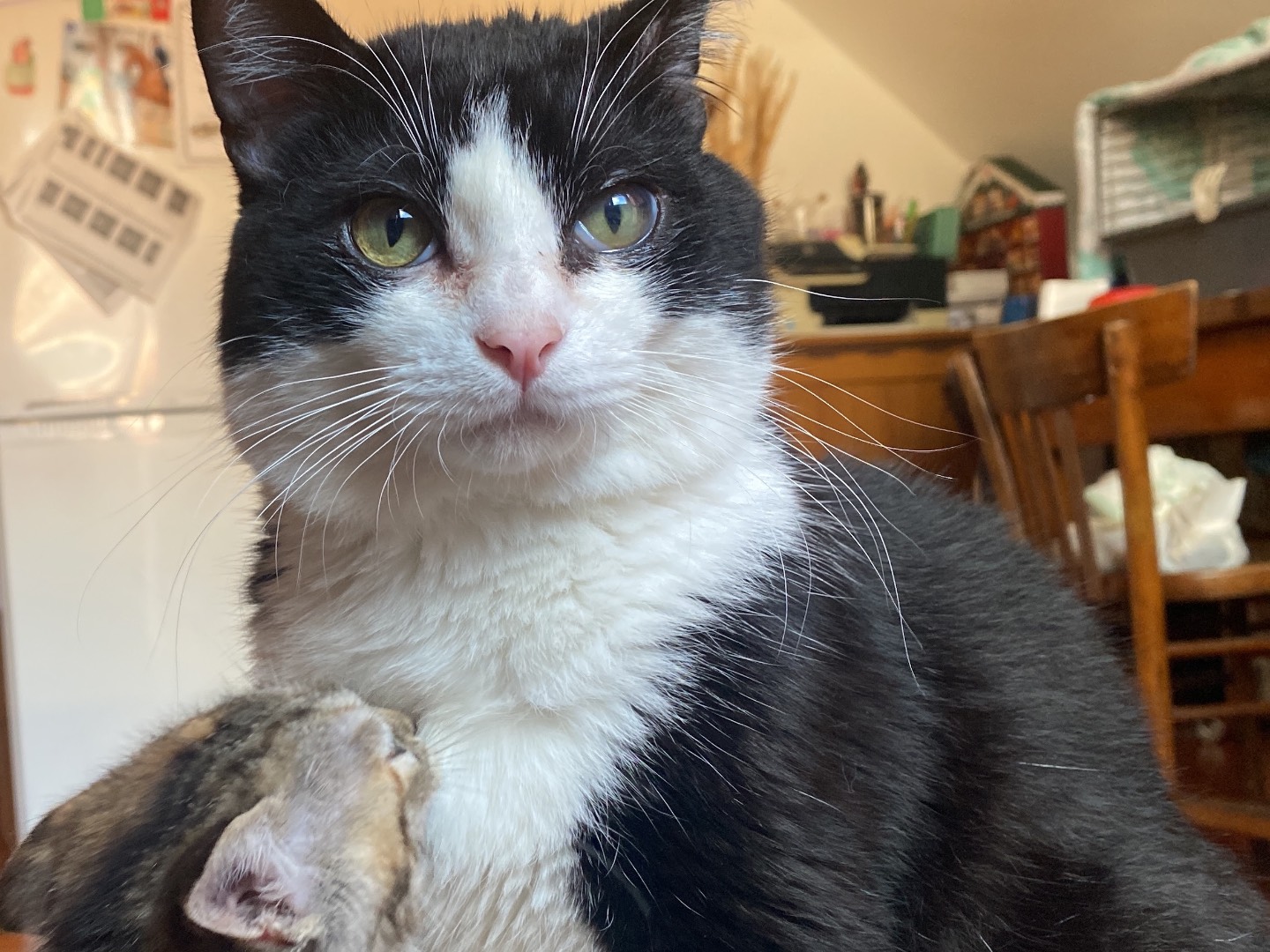Adotta un gatto, maschio, 7 mesi, Teramo