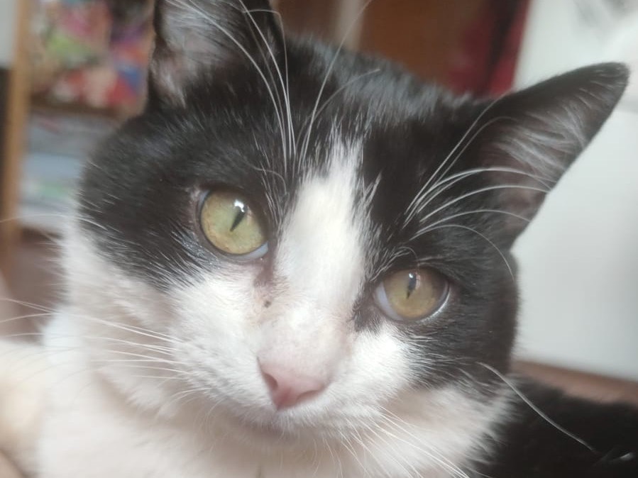 Adotta un gatto, taglia non valida, maschio, Teramo