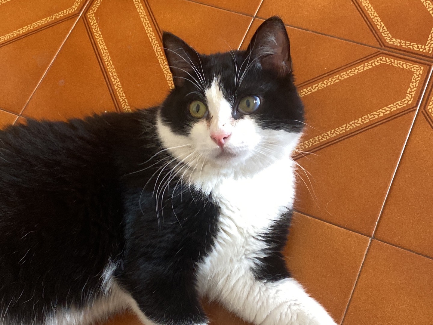Vuoi adottare un gatto a Teramo?
