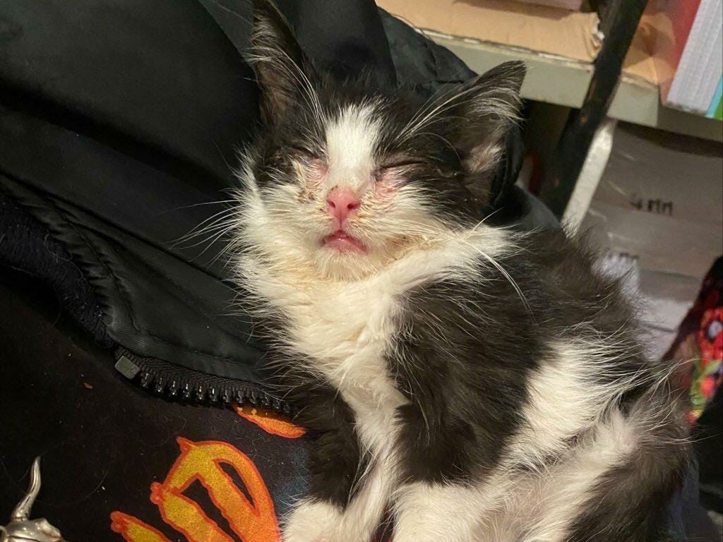 Adotta il gatto Tubo a Teramo