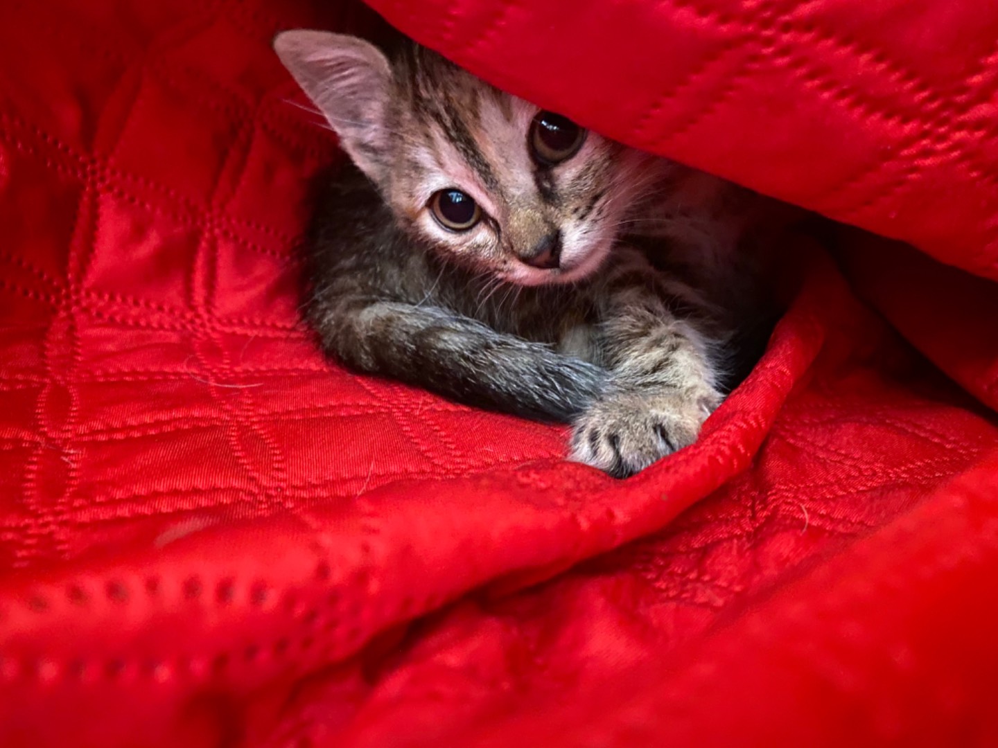 Adotta un gatto, femmina, 2 mesi, Teramo