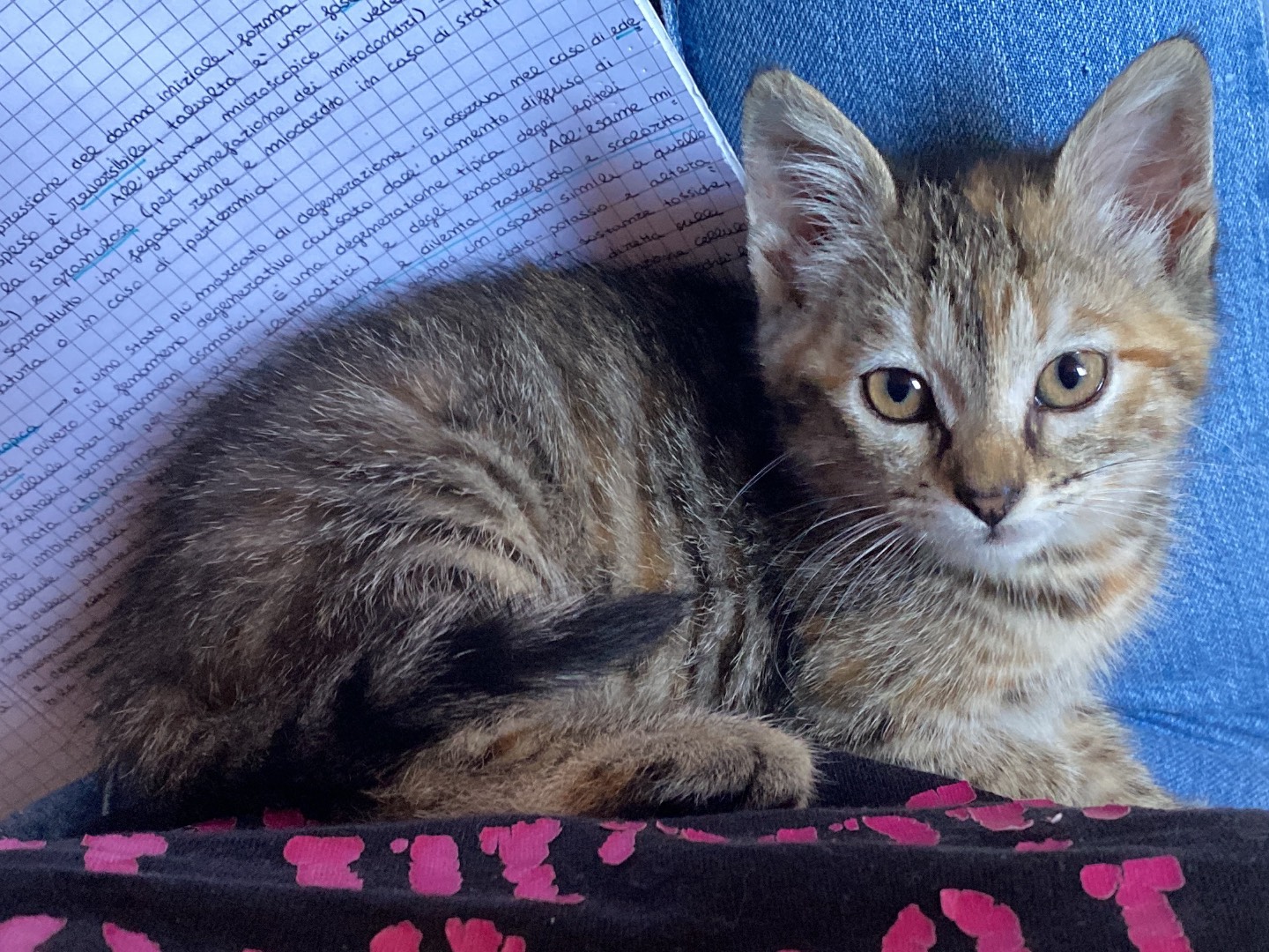 Vuoi adottare un gatto a Teramo?