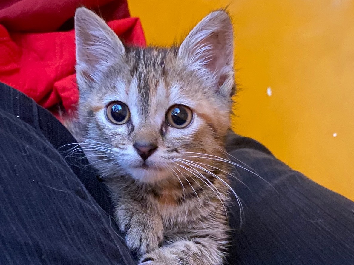 Adotta il gatto Tisana  a Teramo