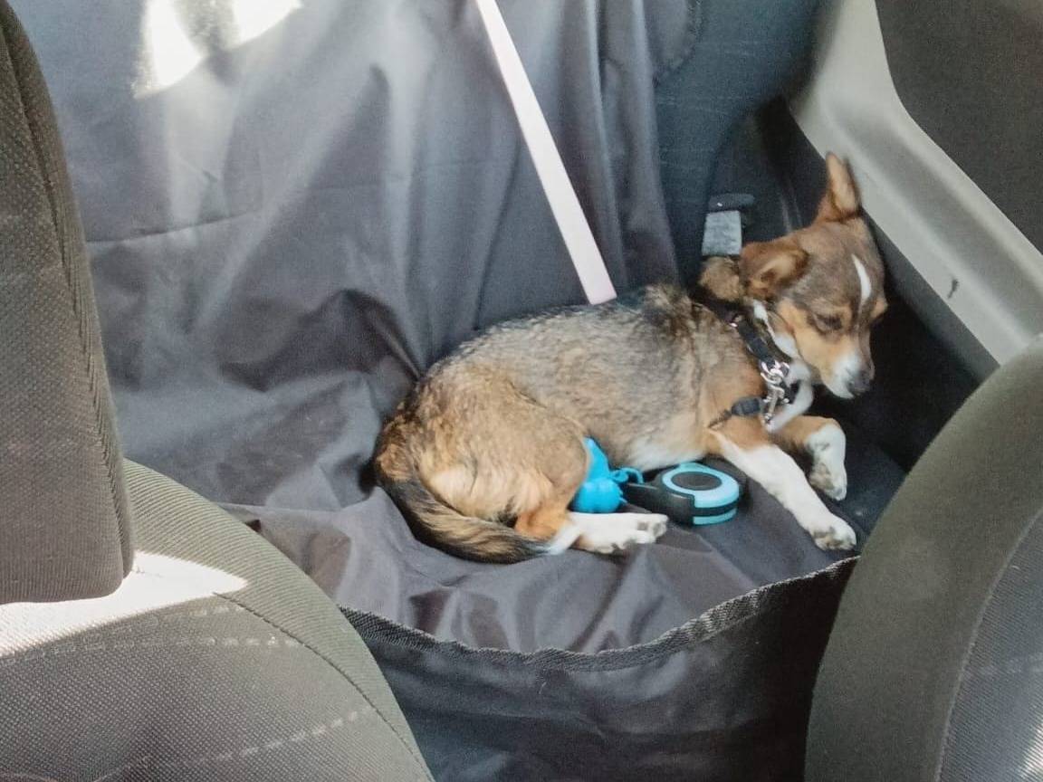 Adotta un cane, femmina, 6 anni  e 4 mesi , Latina