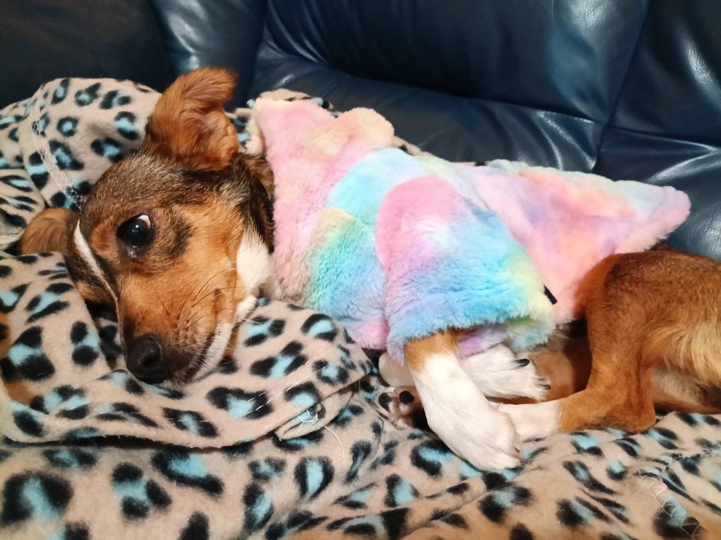 Adotta un cane, taglia piccola, femmina, Latina
