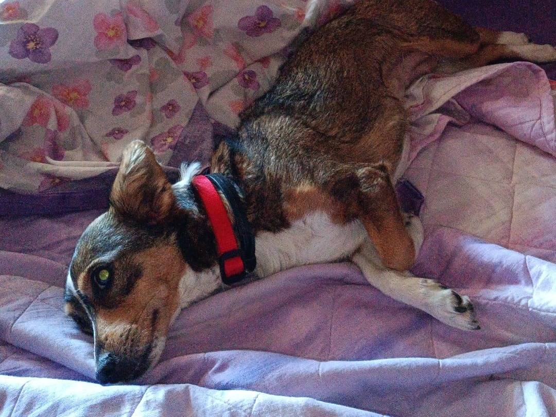 Adotta il cane SHAILA a Latina