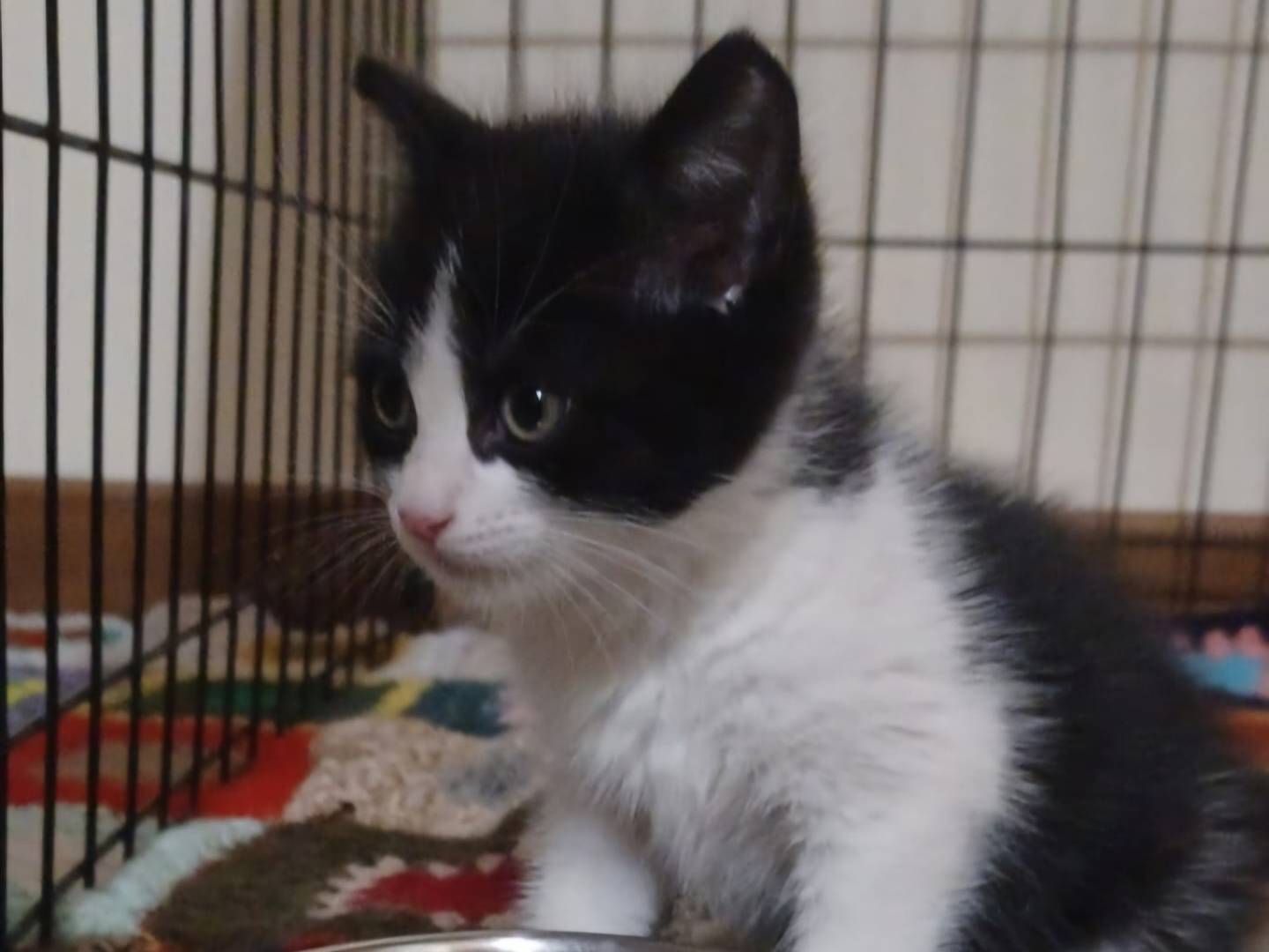 Adotta un gatto, maschio, 1 mesi, Milano