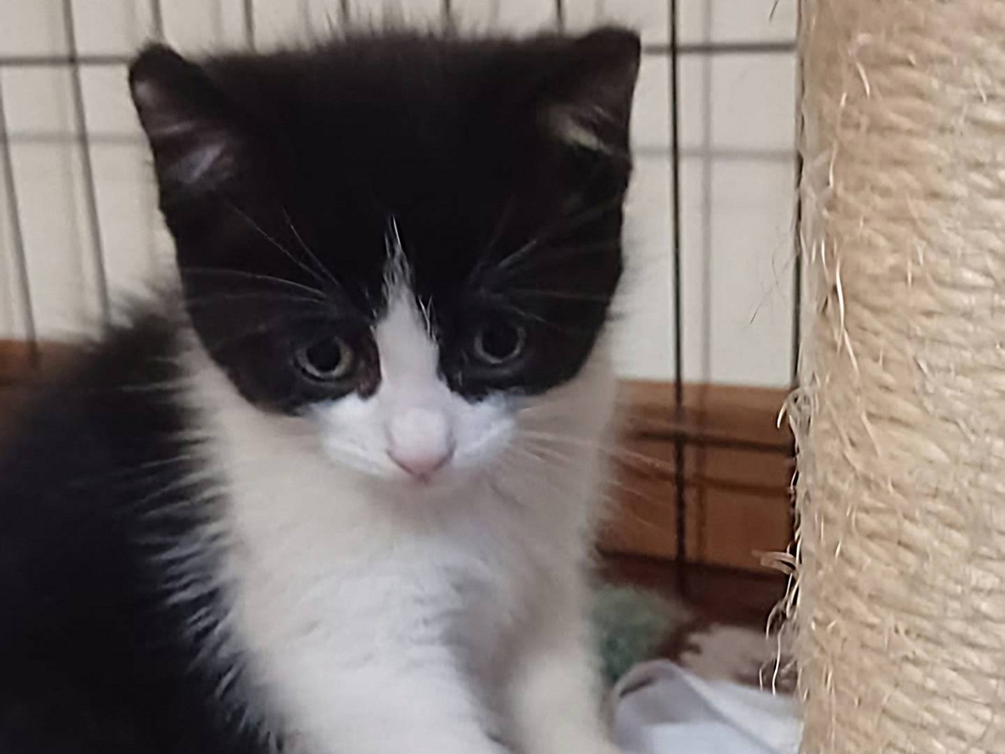 Adotta un gatto, taglia non valida, maschio, Milano