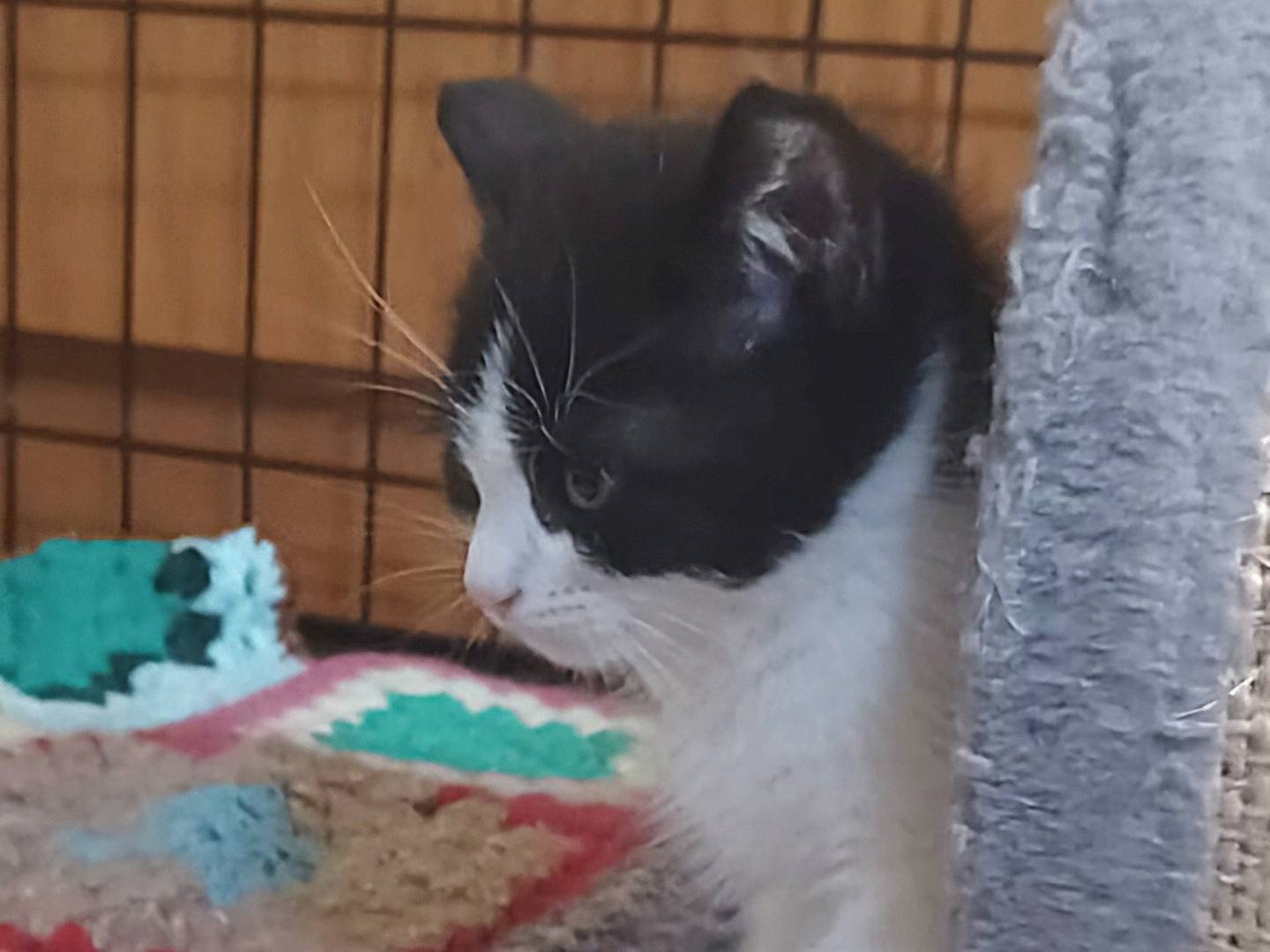Vuoi adottare un gatto a Milano?