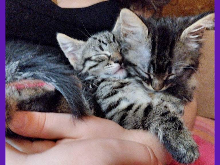 Adotta un gatto, maschio, 3 mesi, Torino