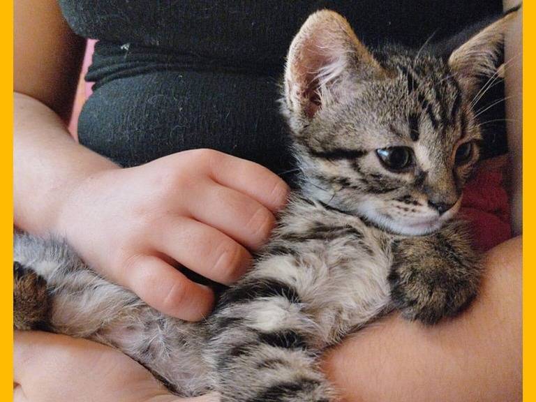 Foto dell'animale