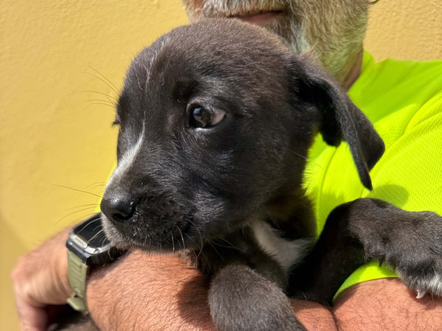 Adotta un cane, maschio, 4 mesi, Matera