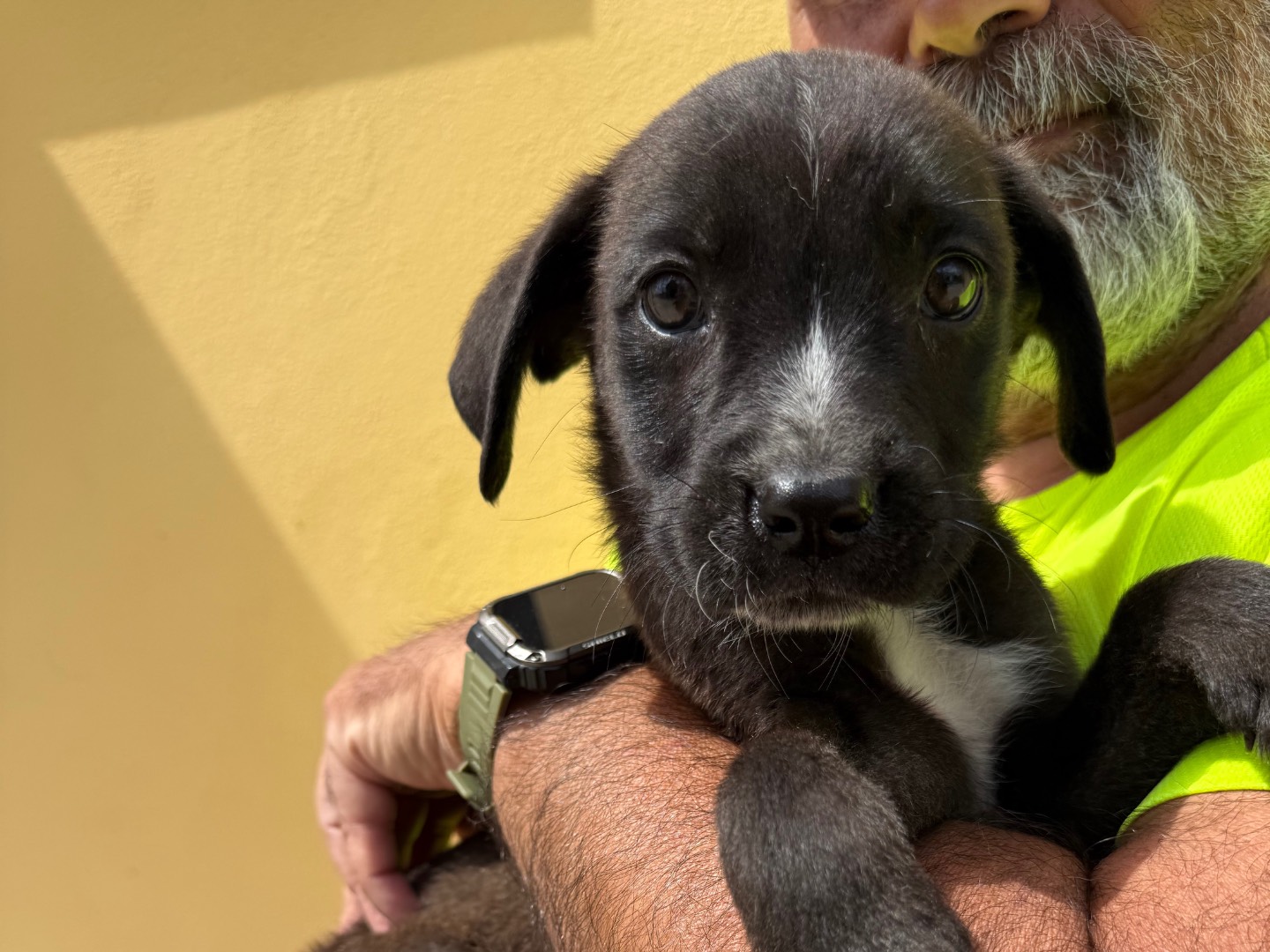 Adotta un cane, taglia media, maschio, Matera