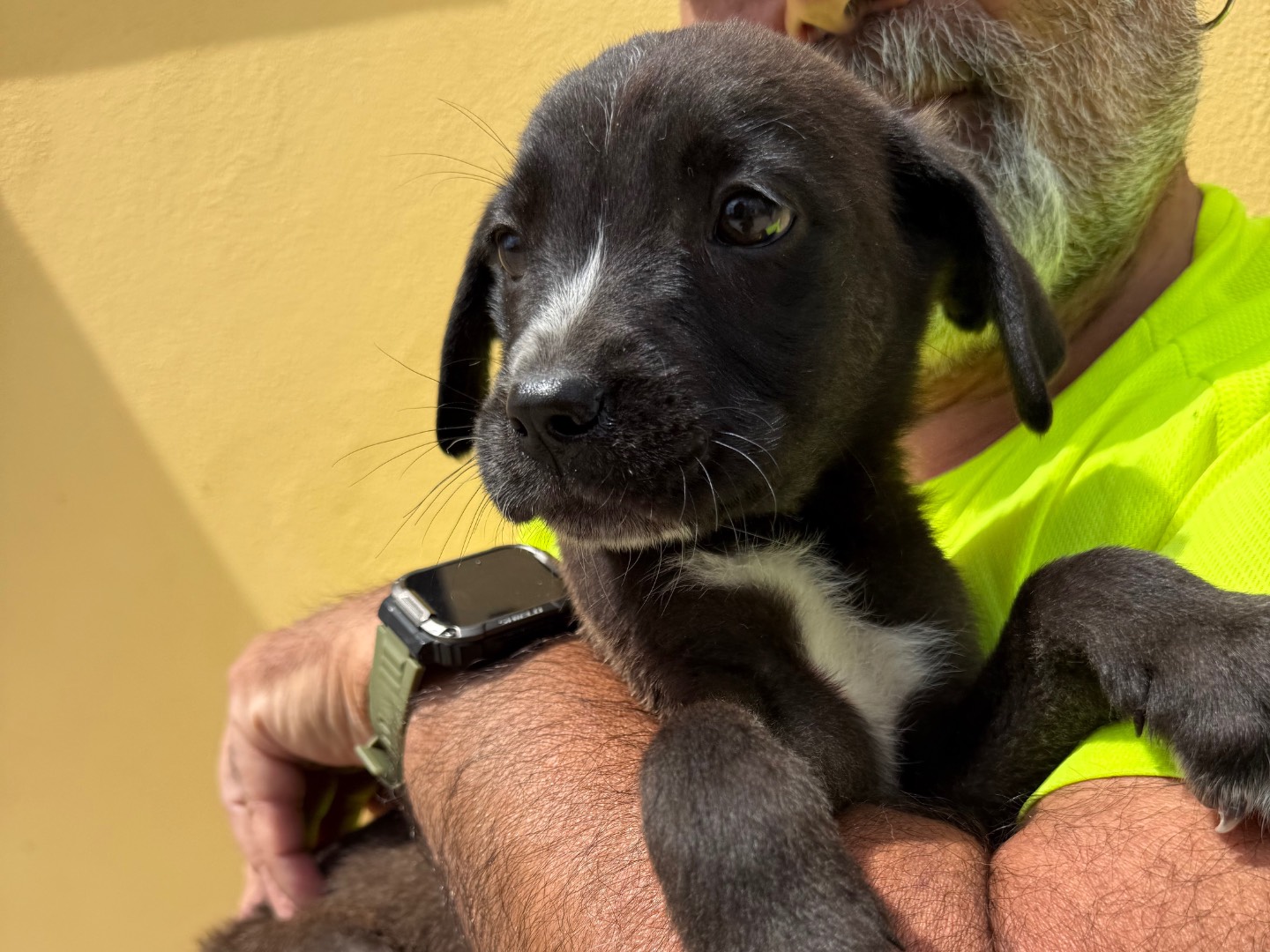Vuoi adottare un cane a Matera?