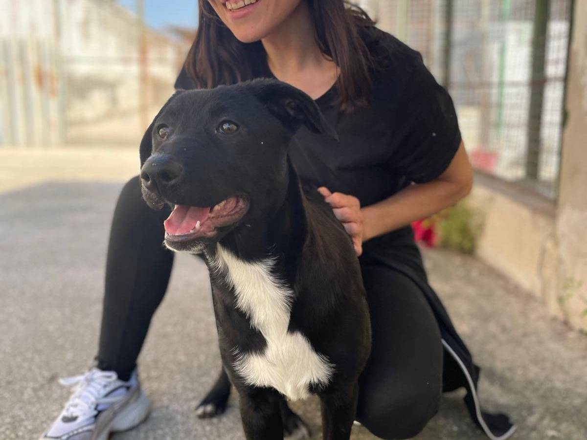 Adotta un cane, taglia media contenuta, femmina, Caserta