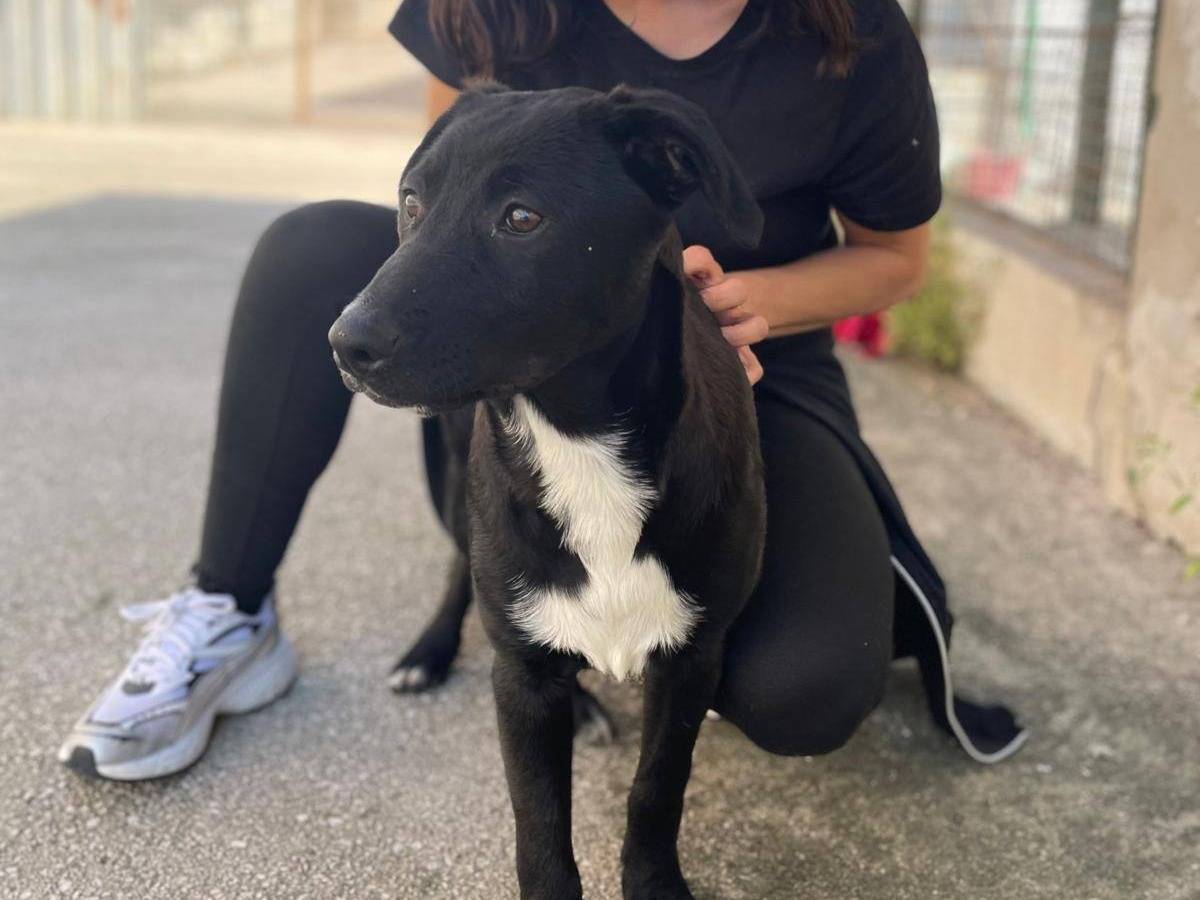 Vuoi adottare un cane a Caserta?