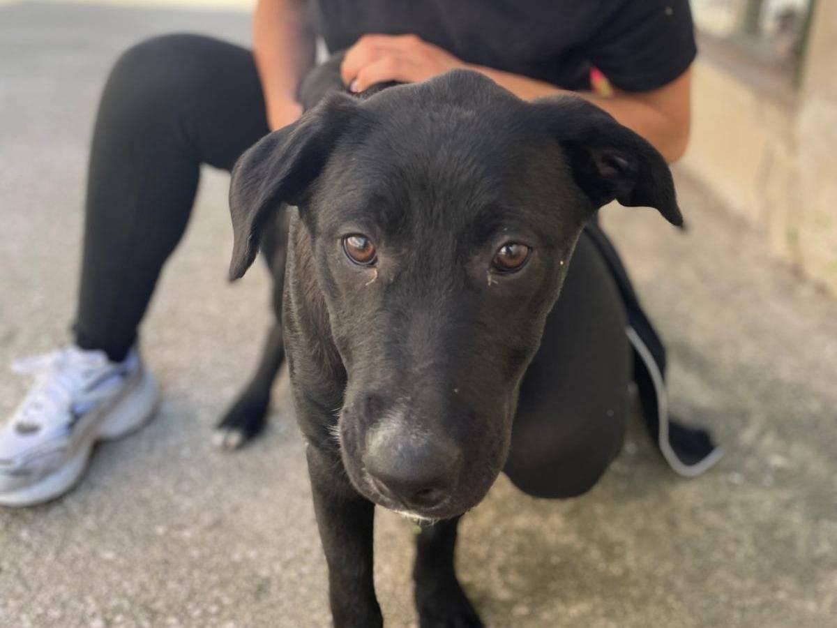 Adotta il cane FIAMMA a Caserta