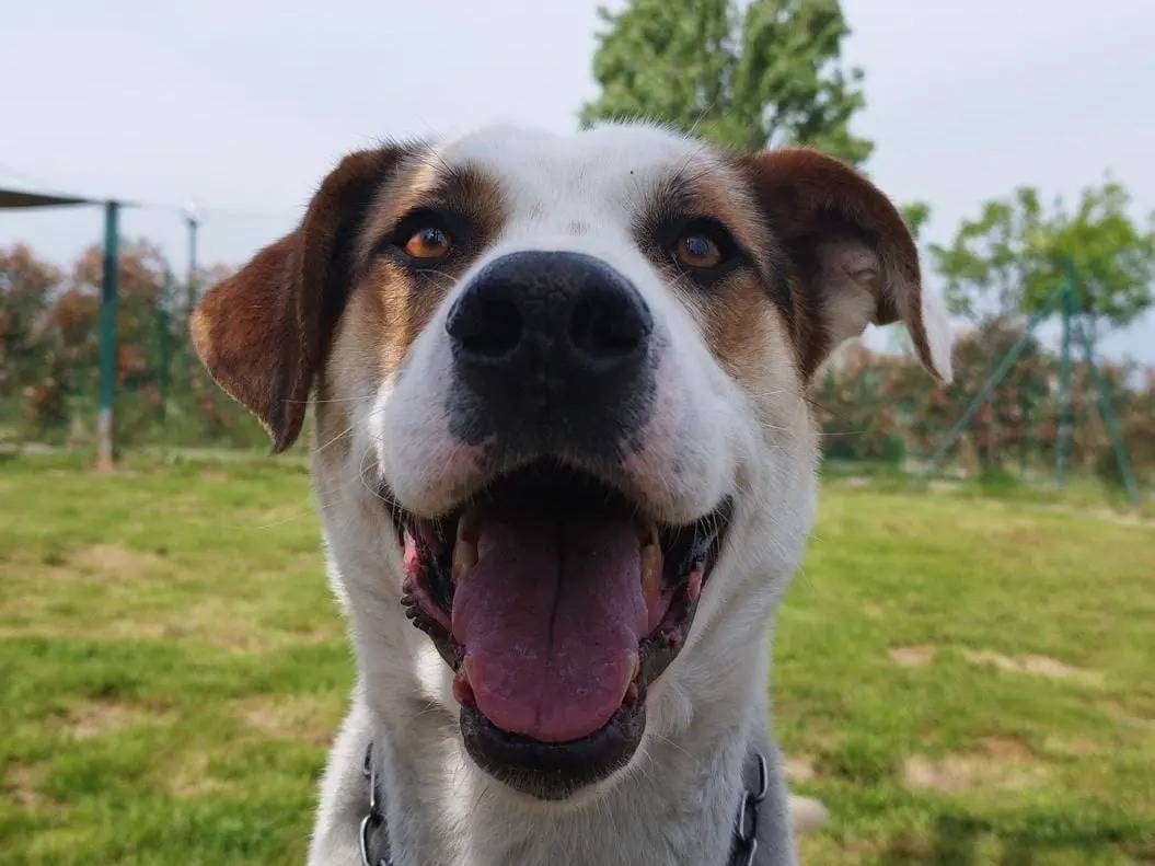Adotta un cane, taglia grande, maschio, Pavia