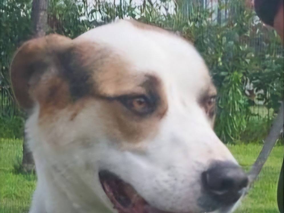 Vuoi adottare un cane a Pavia?