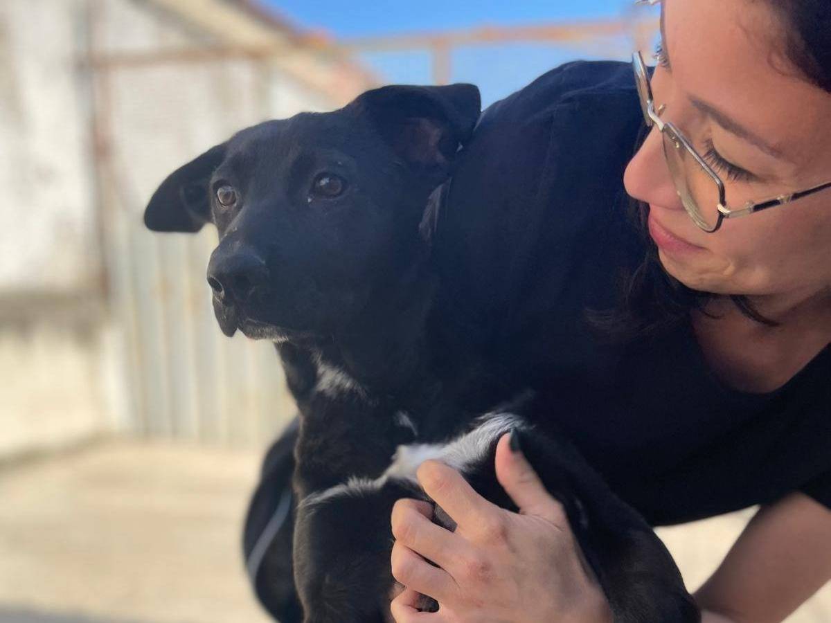 Adotta un cane, femmina, 6 mesi, Caserta