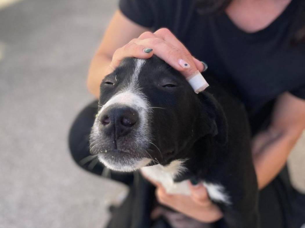 Adozione cane, femmina, Razza sconosciuta Razza sconosciuta, 5 mesi, taglia media contenuta, Caserta