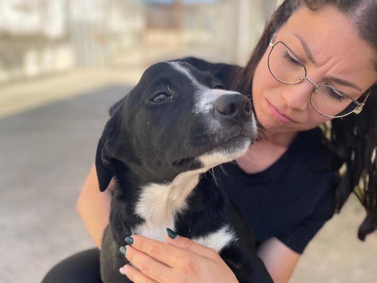 Adotta un cane, taglia media contenuta, femmina, Caserta