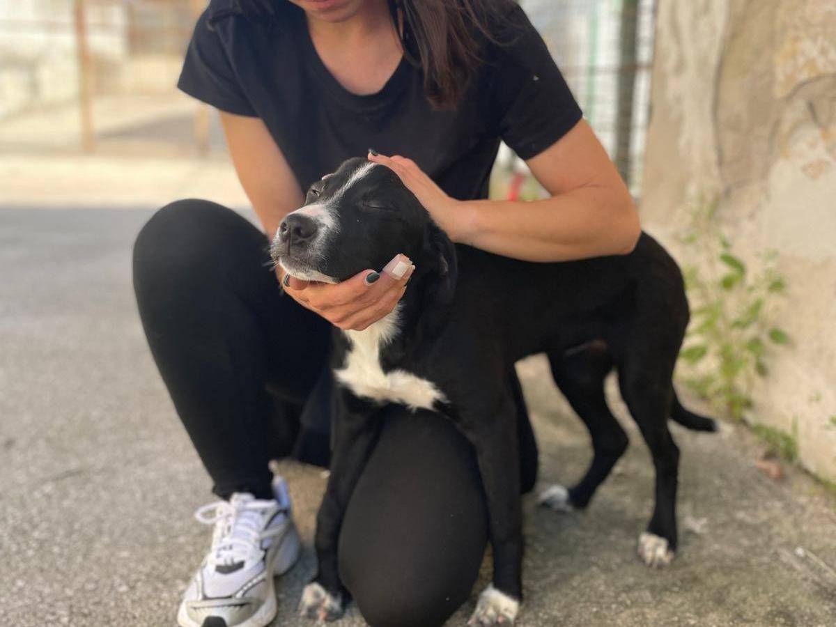 Vuoi adottare un cane a Caserta?