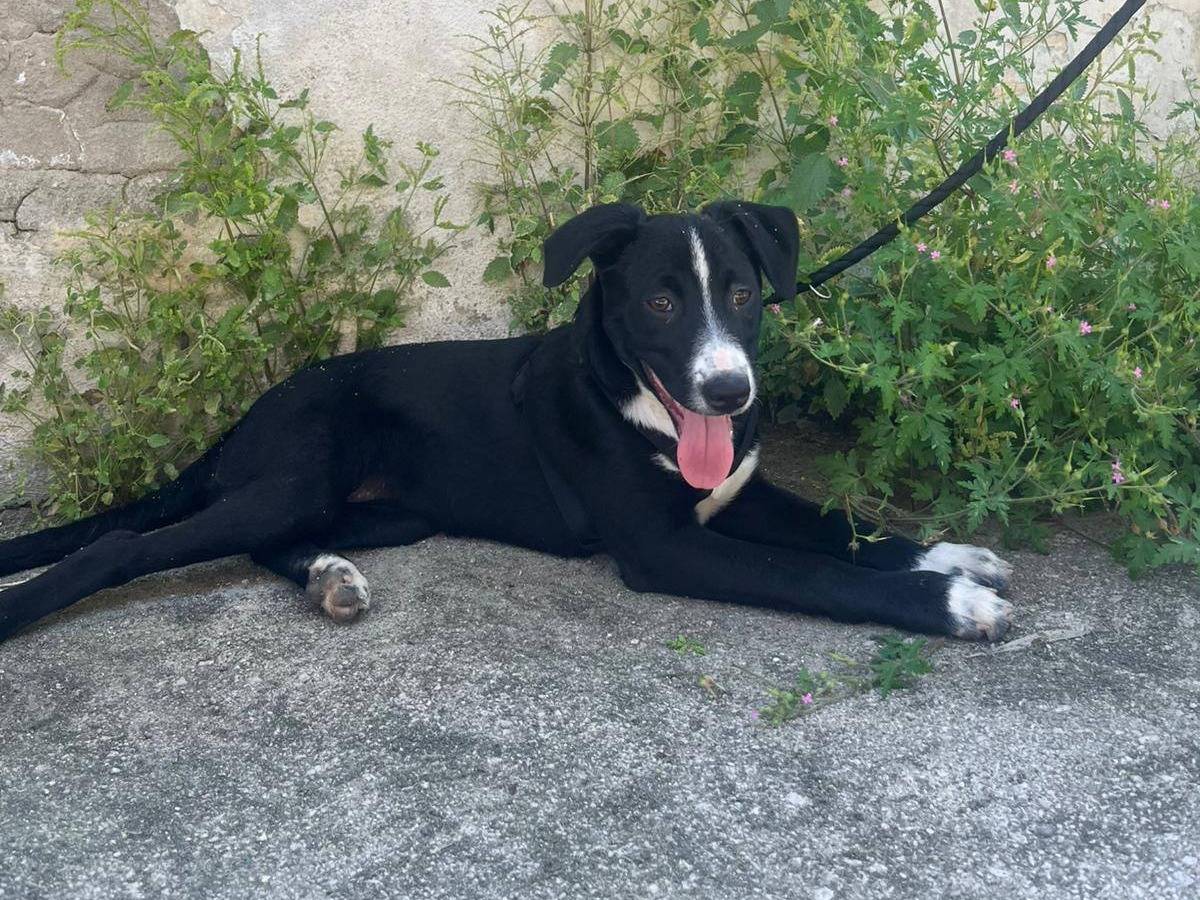 Adotta il cane CANNELLA PUPPY a Caserta