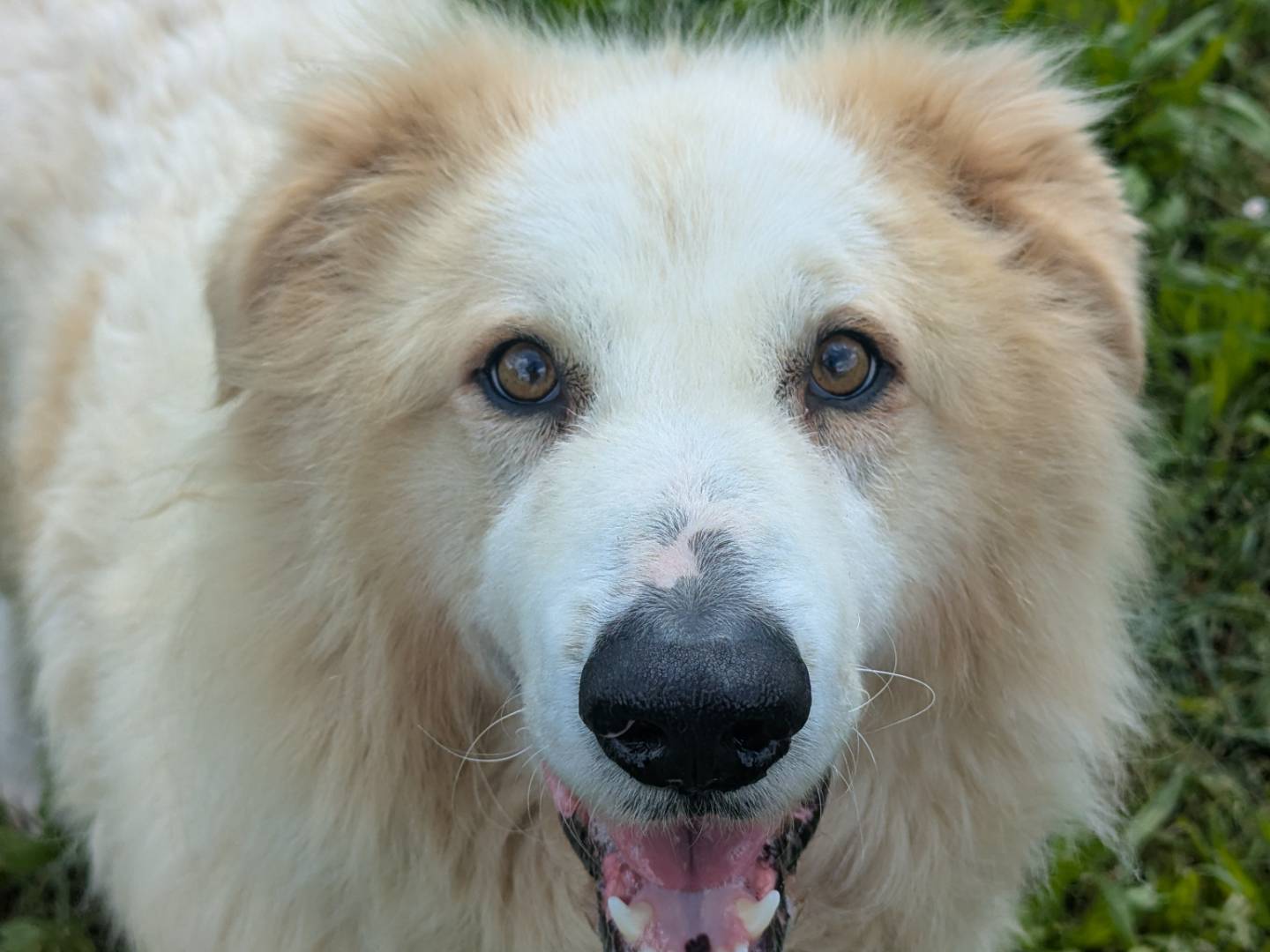 Foto dell'animale