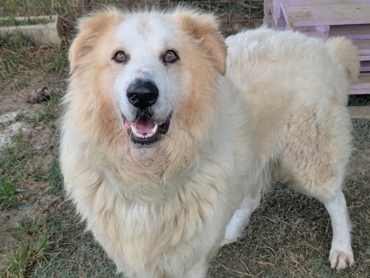 Adotta un cane, maschio, 3 anni  e 2 mesi , Pisa