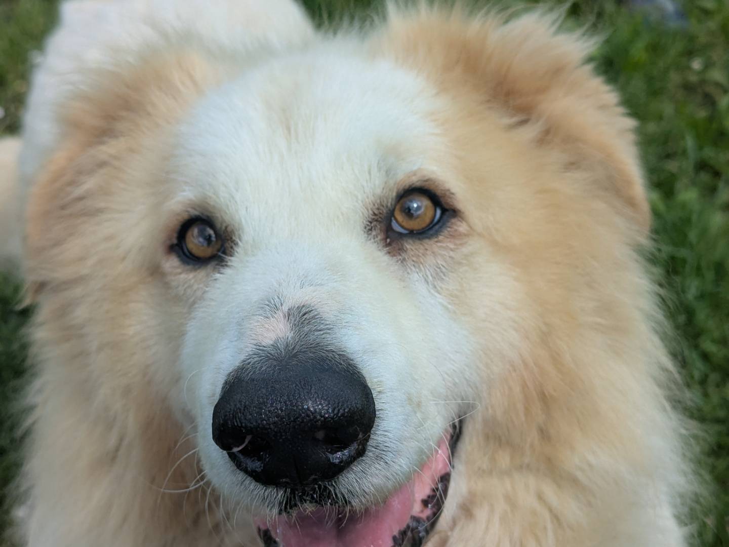 Adotta un cane, taglia gigante, maschio, Pisa