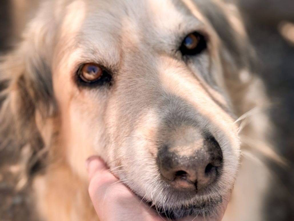 Foto dell'animale