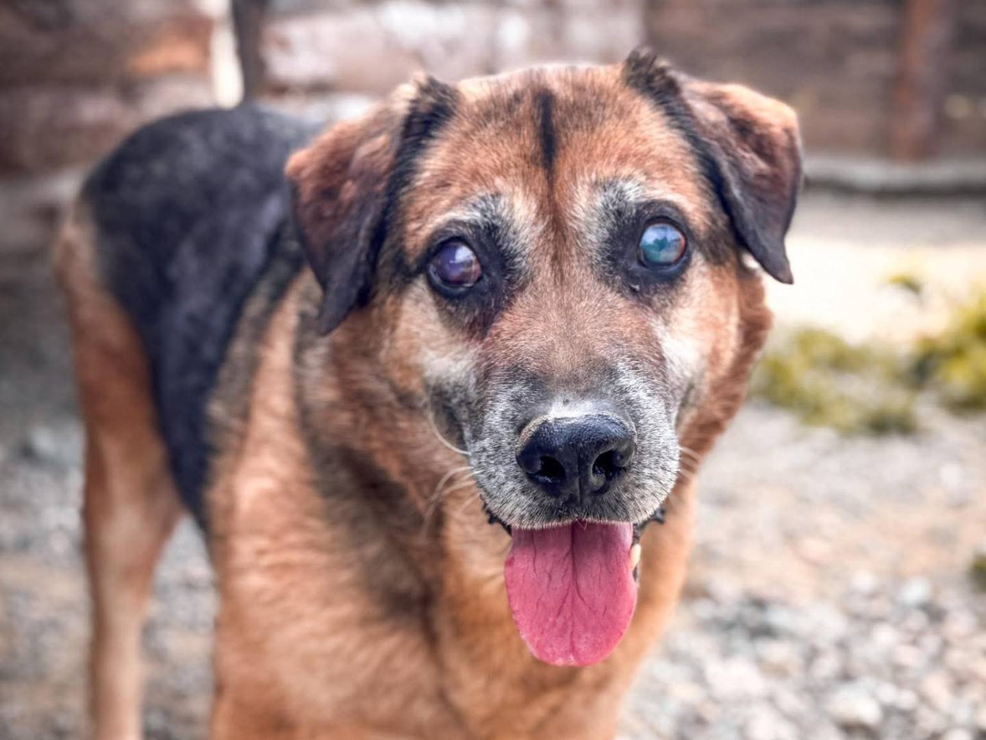 Adozione cane, maschio, Pastore tedesco Razza sconosciuta, 8 anni e 1 mese, taglia grande, Crotone