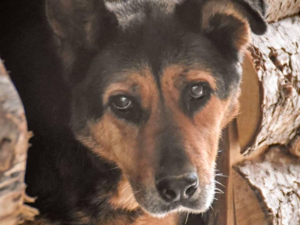 Foto dell'animale