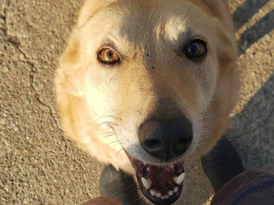 Adotta un cane, taglia media, femmina, Como